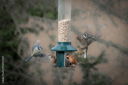 Beautiful chaffinch friugilla coelebs on bird feeder in garden