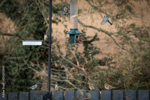 Garden Birds in flight including Blue tits and Chaffinches.