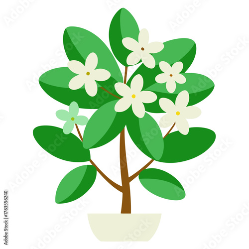 jade plant flower vector on white background