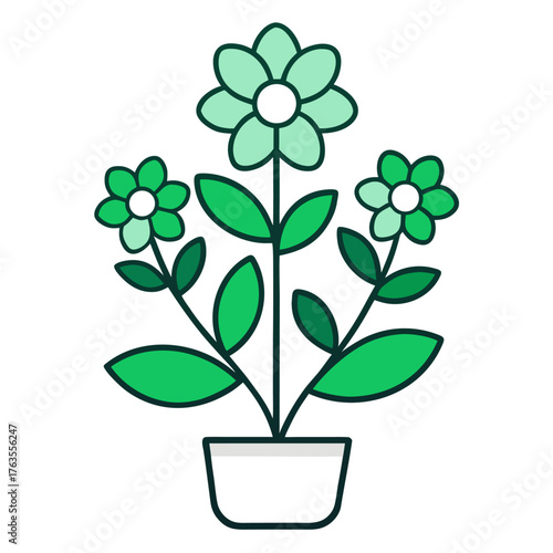 jade plant on white background