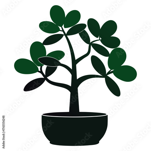 jade plant silhouette on white background