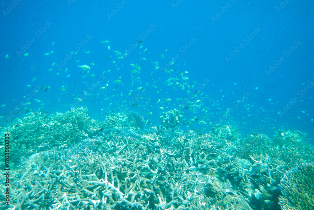 Obraz premium coral reef with fishes