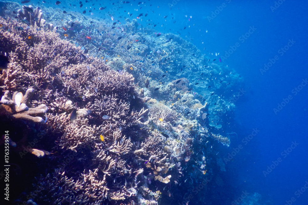 Obraz premium underwater world map