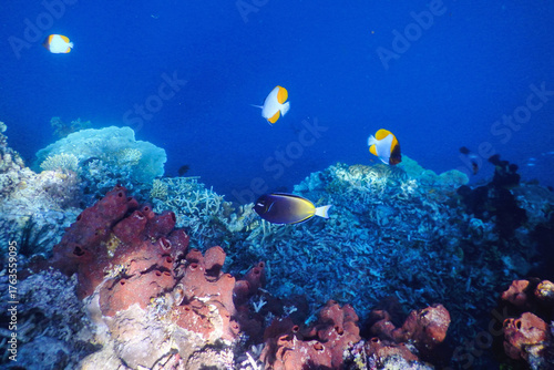 coral reef and fishes