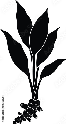 Black and White Ginger Plant Rhizome and Leaves Silhouette Icon Vector Illustration