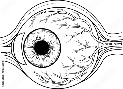 Anatomical eyeball drawing. It is a black and white outline image of an anatomical human eyeball, detailing its structure and surrounding blood vessels. Vector sketch line art draw.