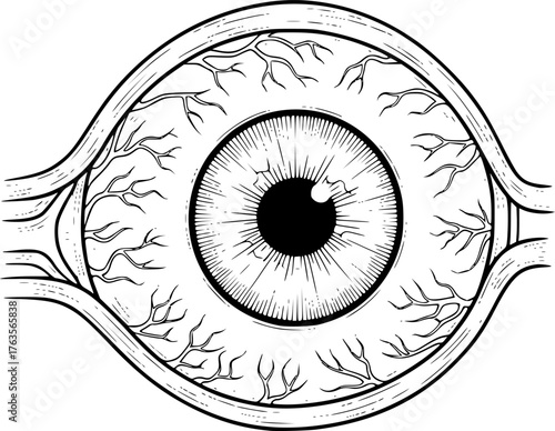 Anatomical eyeball drawing. It is a black and white outline image of an anatomical human eyeball, detailing its structure and surrounding blood vessels. Vector sketch line art draw.