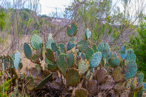 cactus in the wild