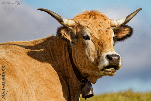 portrait de vache