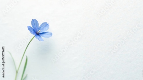 A single, delicate light blue flower with slender stem against a soft, textured white background provides a tranquil and serene image, perfect for minimalist design or peaceful contemplation.