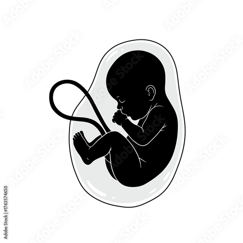 Black Silhouette of a Developing Human Fetus with Detailed Umbilical Cord in Prenatal Concept Illustration

