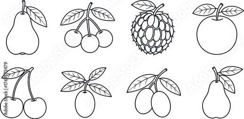 Fruit line art collection vector illustration template design