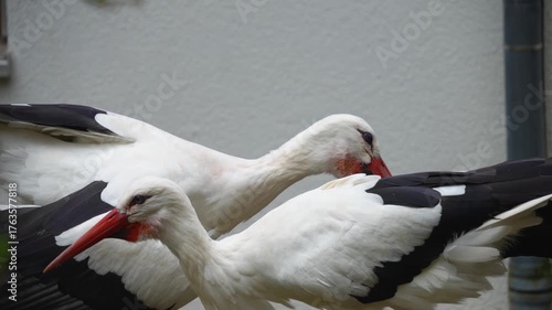 Close up of a stork standing and looking around and clatter in their nest on a cloudy day.