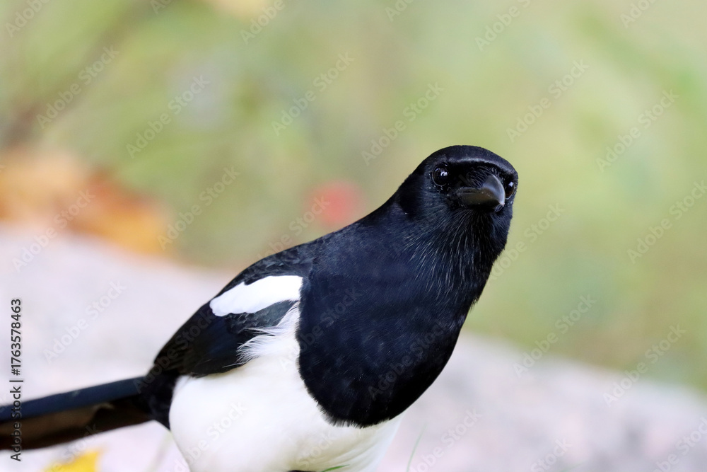 Fototapeta premium Magpie