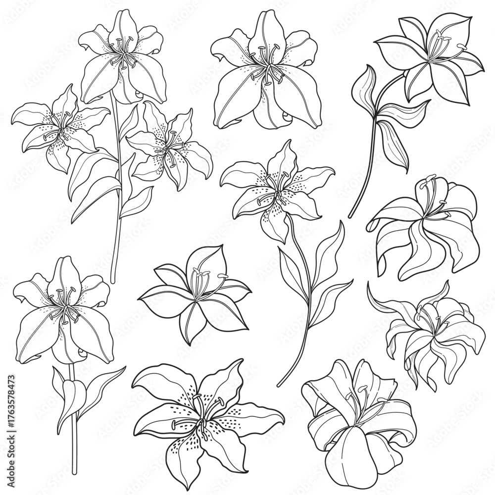 Obraz premium Elegant Line Art Lily Flowers Collection. Botanical Hand-Drawn Lily Blooms & Stems. Floral Outline Illustrations Set.