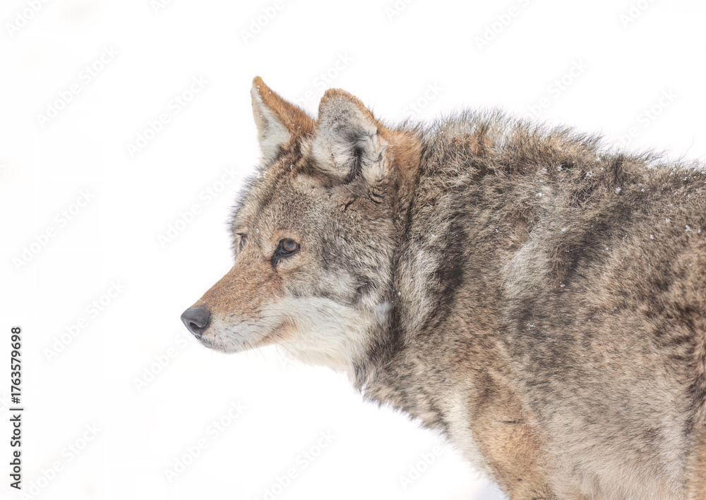Obraz premium A lone coyote (Canis latrans) isolated on white background closeup in winter snow in Canada