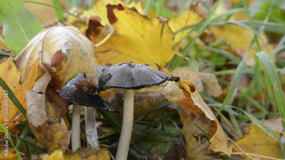 custom made wallpaper toronto digitalSchwarze Pilze im Herbst