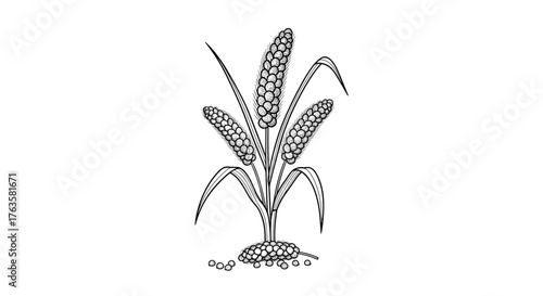 Millet plant with grains growing from the ground in a simple line art drawing.