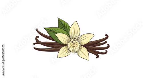 Vanilla orchid flower and dried vanilla beans illustration.