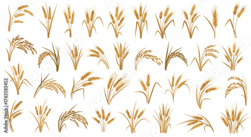 Collection of Wheat Stalks and Grains in Various Poses.