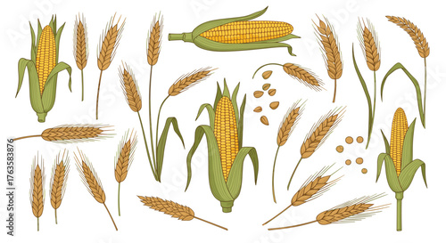 Hand drawn collection of corn cobs and wheat stalks.
