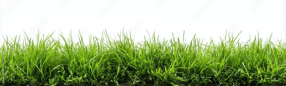 Fototapeta premium a horizontal border of green grass isolated on a white background