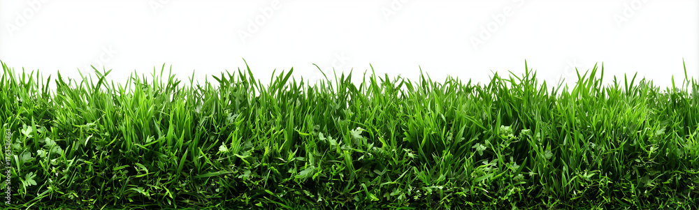 Fototapeta premium a horizontal border of green grass isolated on a white background
