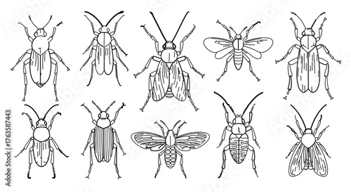 Collection of ten different hand drawn beetles, showcasing various shapes and sizes