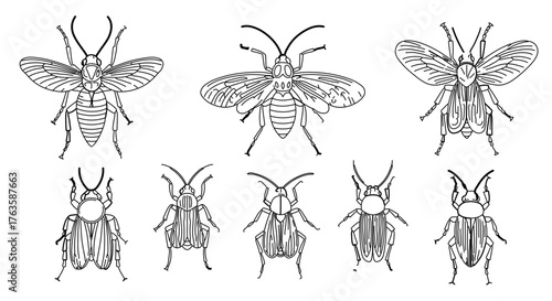 Collection of insect illustrations featuring beetle, moth, and other flying insects