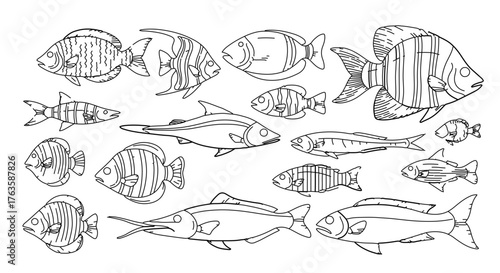 Collection of various fish species in a line art style design