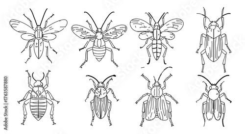 Collection of various beetles in a simple outline drawing style for design elements