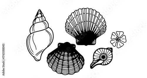 Collection of various seashells, hand drawn sketch style vector illustration