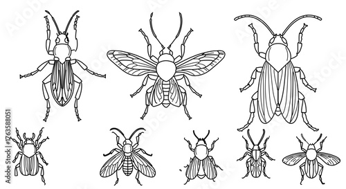 Collection of various insects, line art illustration of different bug species
