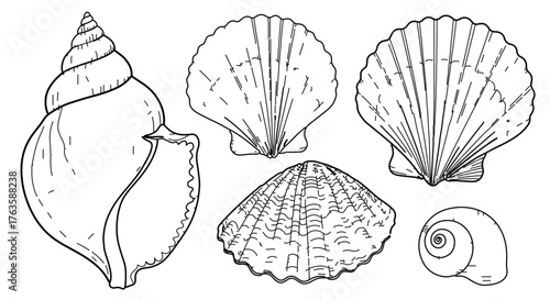 Hand drawn outline illustration of various seashells, perfect for coloring books