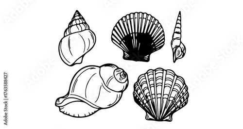 Collection of various seashell illustrations, including conch, scallop, and snail shell