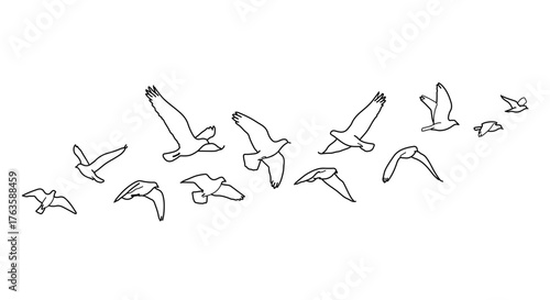 Flock of birds flying seagulls in flight wildlife and nature concept