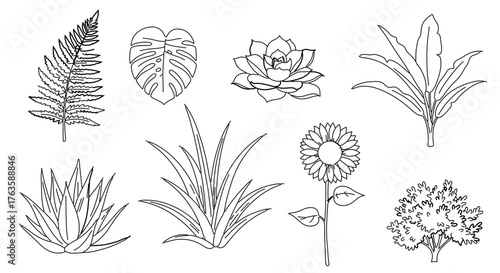 Collection of various plants in outline style fern, monstera, succulent, sunflower