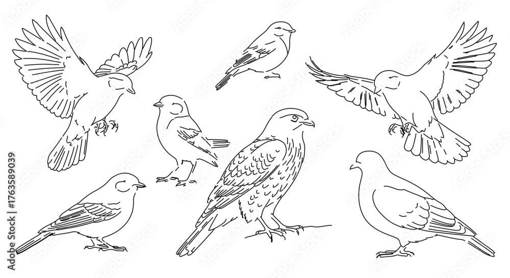 Fototapeta premium Line art illustration of various bird species