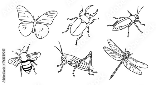 Collection of line art insect illustrations, including butterfly and beetle
