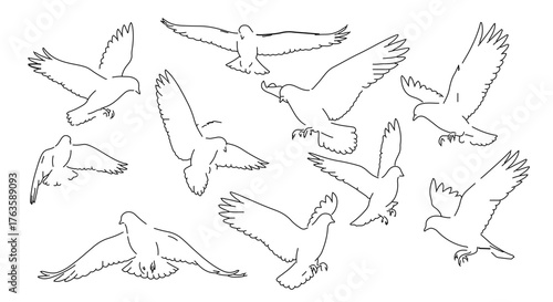 Illustration of birds in flight collection of flying birds in various poses