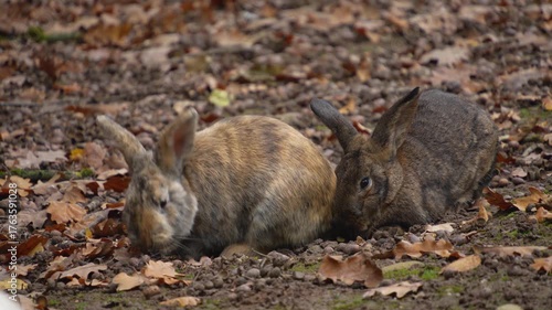 Close up ofa brown bunny sitting in leaves on a cloudy autumn day looking for food.