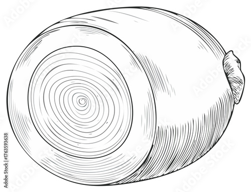 Detailed line art illustration of a whole turnip root vegetable in a classic engraving style