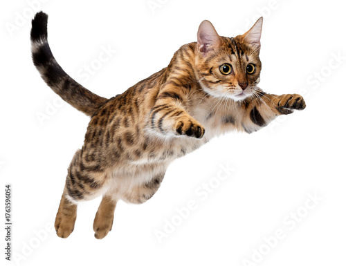 Jumping cat isolated on white background in mid-air motion