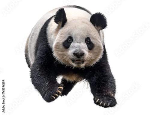 Running giant panda isolated on transparent background in motion