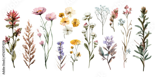 Collection of delicate wildflowers and botanical elements in a watercolor style on a white background