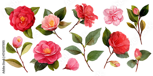 Collection of vibrant camellia flowers and buds with lush green leaves on white background