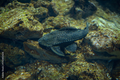 Φωτογραφία Chainmail catfish or Loricariaceae is a family of freshwater fish of the order Catfishidae