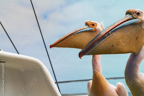 Dolphin Cruise & Sandwich Harbour Combo