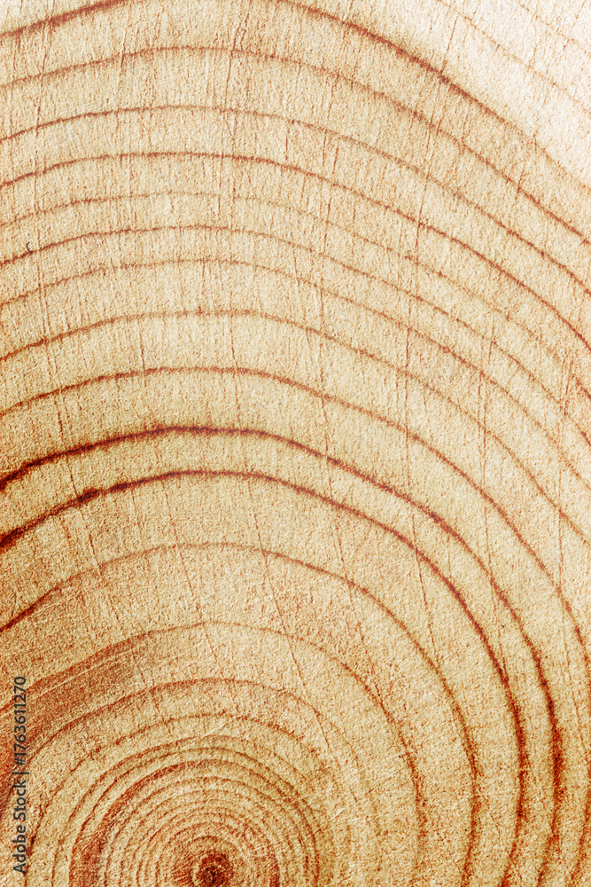 Fototapeta premium Wood pattern, detailed view of wooden texture with natural tree rings of juniper, eco textures earthy tones, dark color, Macro trend patterns, organic beauty of raw material, vertical backdrop