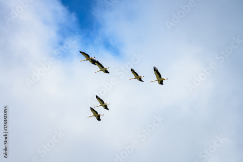 Flock of storks soaring across a vibrant blue sky with wispy clouds